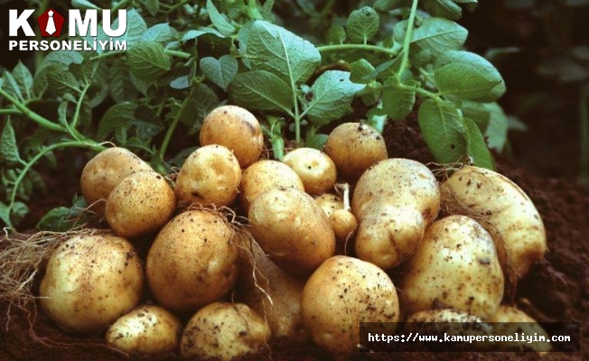 Patates Siğili Görülen Yerler İçin Çiftçilere Destek Verilecek